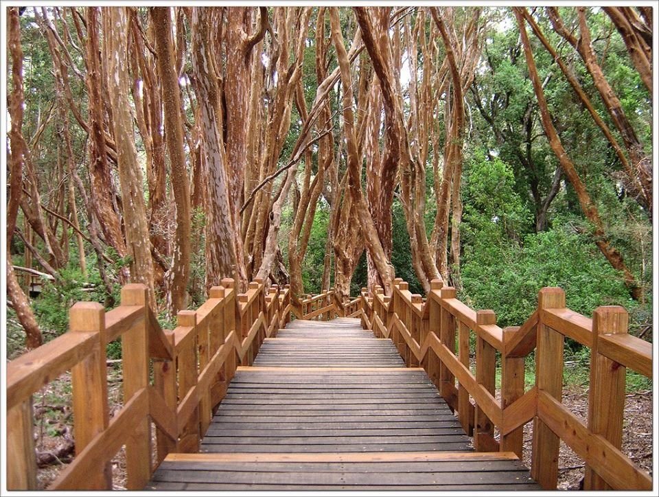 Cuál es la mejor ruta para llegar al bosque de arrayanes